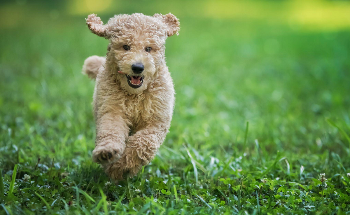 what gender goldendoodle is best for me